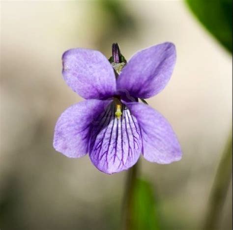 New Jersey state flower- wood violet | Home