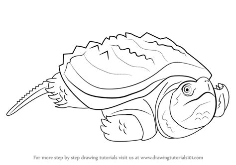 How to Draw an Alligator Snapping Turtle (Reptiles) Step by Step | DrawingTutorials101.com