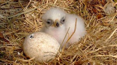 Golden eagle rears chick in wild - BBC News