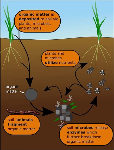 Synthetic vs Organic Fertilizers for Cannabis – Queen of the Sun Grown