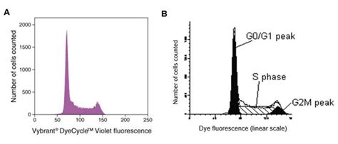 Cell Cycle Analysis by Flow Cytometry | Thermo Fisher Scientific - US