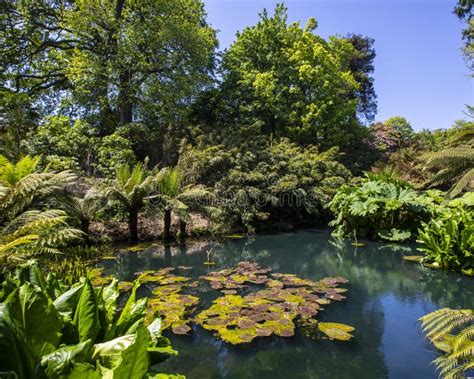 The Jungle at the Lost Gardens of Heligan in Cornwall, UK Stock Image ...