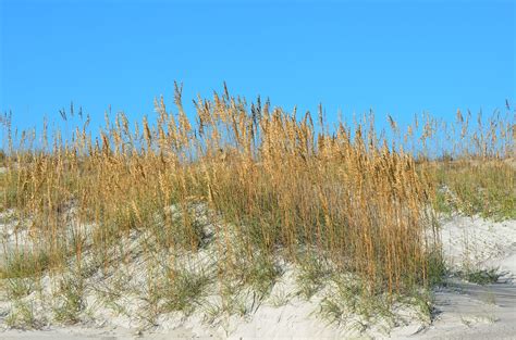 Download free photo of Sea oats,sand,dunes,sea,beach - from needpix.com