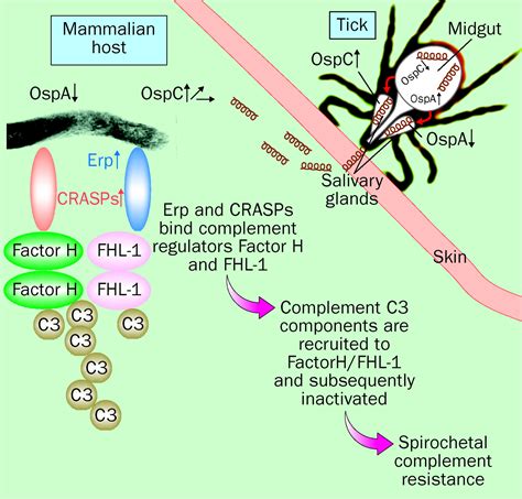 Molecualar survival strategies of the Lyme disease spirochete Borrelia burgdorferi - The Lancet ...