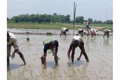 How India's rice production can adapt to climate change challenges