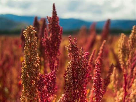 Red Quinoa: Nutrition, Benefits, and How to Cook It