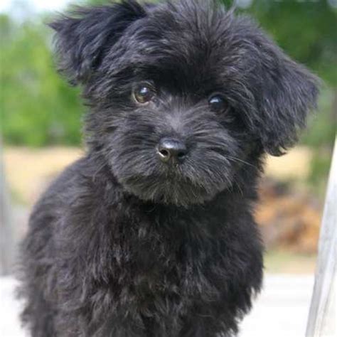 Yorkipoo Dog Breed Info: Yorkie Poodle Mix