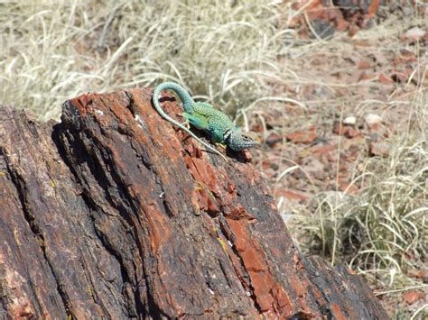 Petrified Forest National Park: Fossils, Petroglyphs and the Painted ...