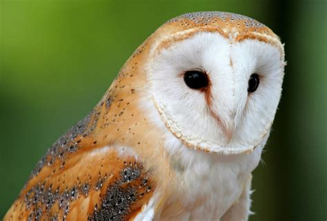 Download Animal Barn Owl HD Wallpaper