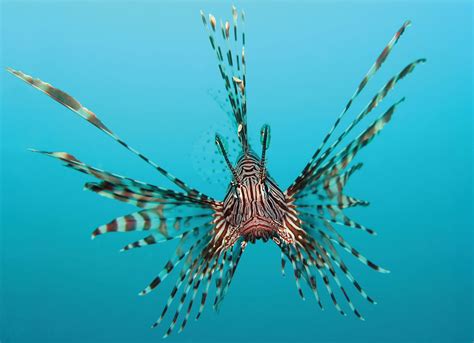 Lionfish | Invasive Species, Sting, & Facts | Britannica