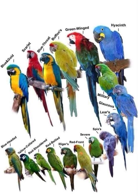 The Macaws -- I also like Catalina Macam which are a hybrid. … | Pet birds, Beautiful birds ...