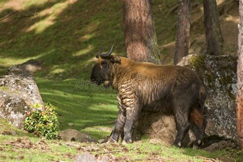 Takin, Thimphu, Bhutan Royalty Free Stock Image - Image: 34647376