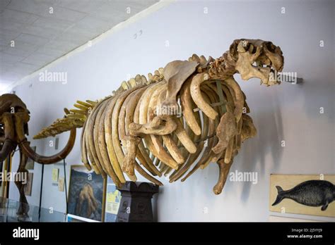 Skeleton of an ancient whale in the museum Stock Photo - Alamy