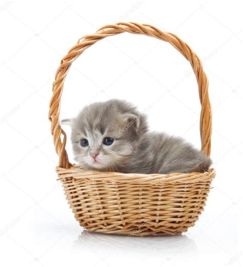 Download - Small cute kitten sitting in a basket, close-up — Stock Image | Kittens cutest ...