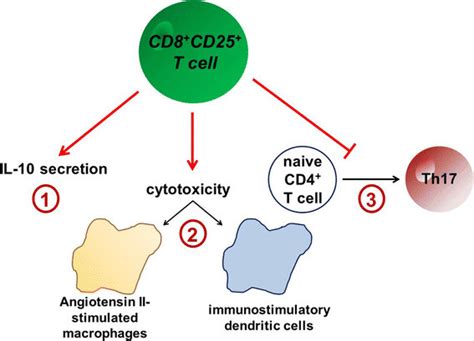 Anti-atherogenic functions of CD8+CD25+ T cells. CD8+CD25+ T cells have... | Download Scientific ...