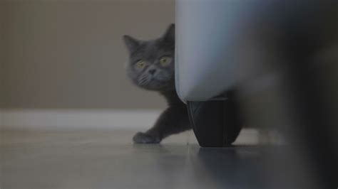 Funny Jumping Cat Stock Video Footage - 4K and HD Video Clips | Shutterstock