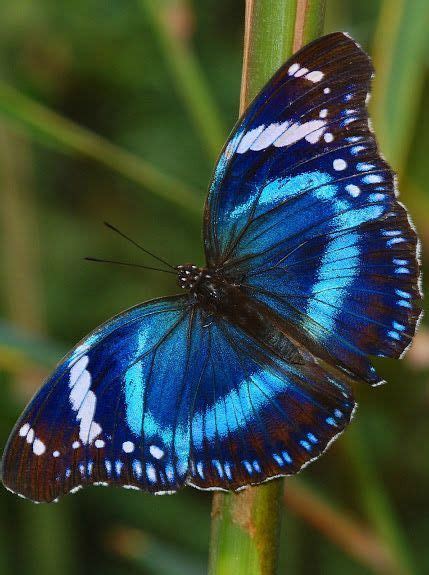 Tanzanian Diadem Butterfly … | Beautiful butterflies, Butterfly ...