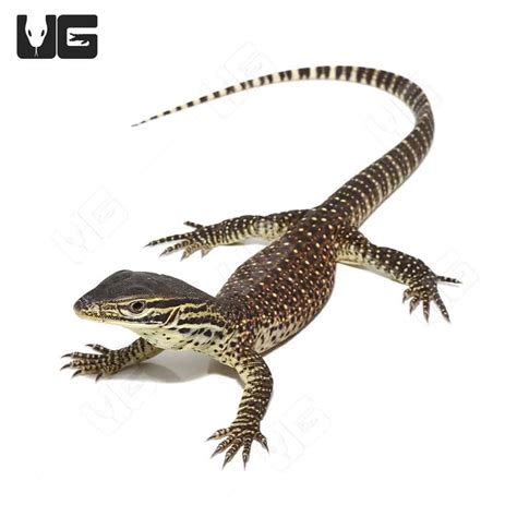 Baby Argus Monitor - Underground Reptiles