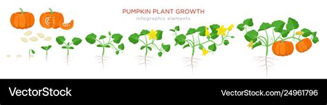 Pumpkin plant growth stages infographic elements Vector Image