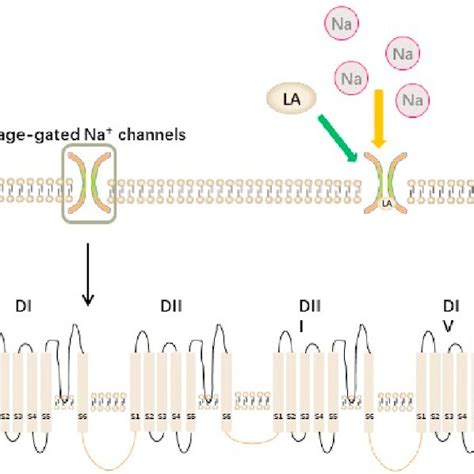 Schematic diagram of neurotoxicity mechanism of local anesthetics ...