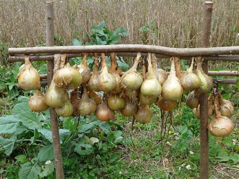 7 Epic Giant Onion Varieties - Grow To Wow! - Home Garden Vegetables