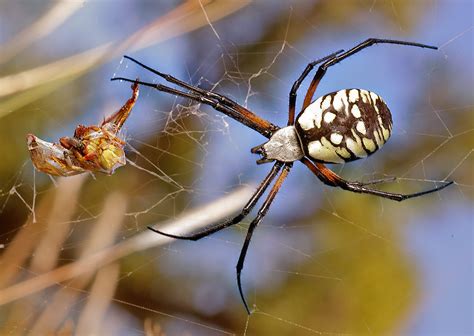 Female Black and Yellow Argiope with prey - (Argiope auran… | Flickr