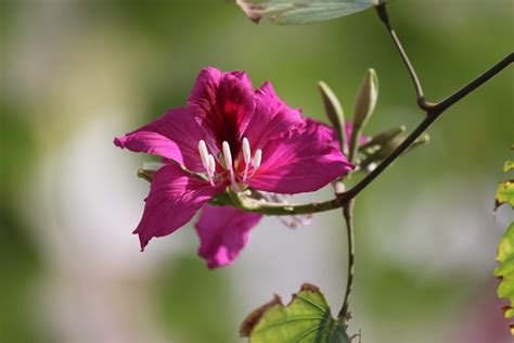 MadSnapper: Purple Orchid Tree