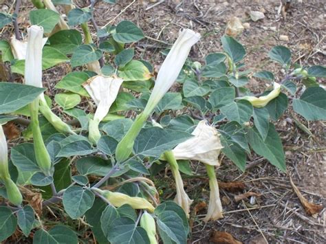 Datura inoxia (downy thorn-apple): Go Botany