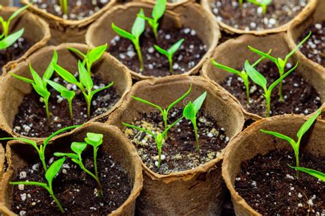 A Greenhouse is Used To Grow Pepper Seedlings in Containers Stock Image ...