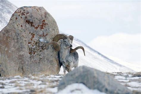 Subspecies of Argali Sheep » Outdoors International