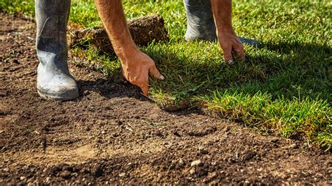 Sodded Lawn: 6 Things to Know to Care for Sod Grass