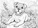 Lovable English Bulldog Coloring  Page sketch template