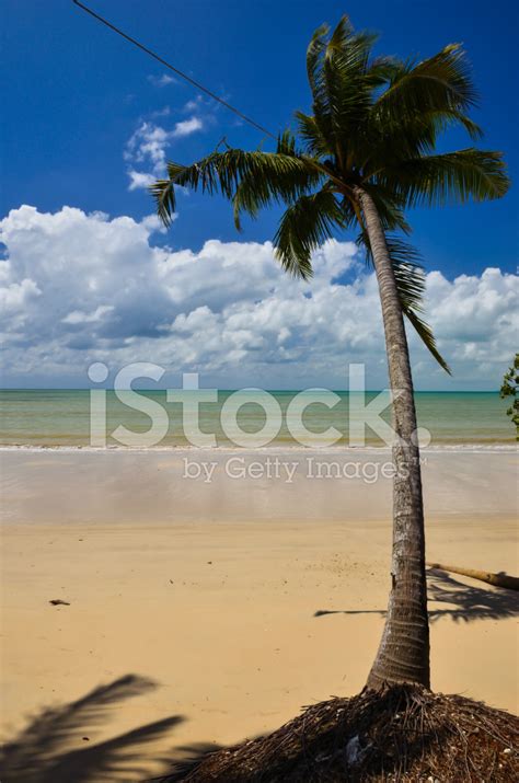 Beautiful Beach With Palm Tree And Blue Sky Stock Photo | Royalty-Free ...