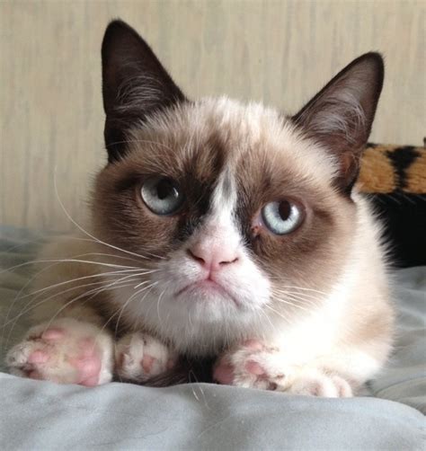 White Wolf : Internet finds world's grumpiest cat, named Tardar Sauce (Video)