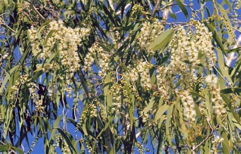 Melaleuca leucadendra (AN) - ABCeeds