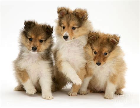 Sheltie Puppies Photograph by Jane Burton - Fine Art America