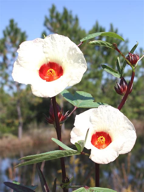 Roselle Tea Hibiscus Plant (hibiscus sabdariffa) – Urban Perennials