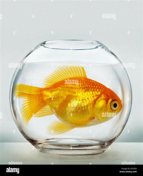 Goldfish bowl hi-res stock photography and images - Alamy