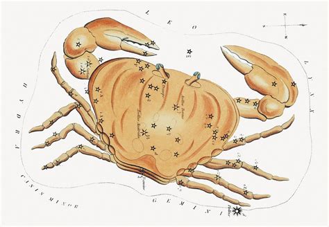 Crab constellation sticker, zodiac animal | Premium PSD - rawpixel