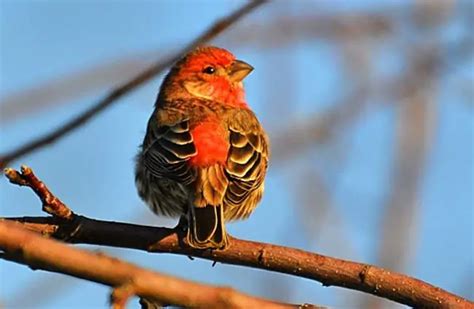 House Finch - Description, Habitat, Image, Diet, and Interesting Facts