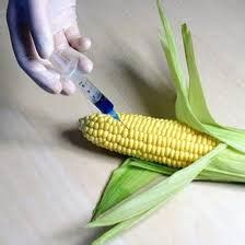 Application of Biotechnology in Agriculture | Bt Cottons & GMO