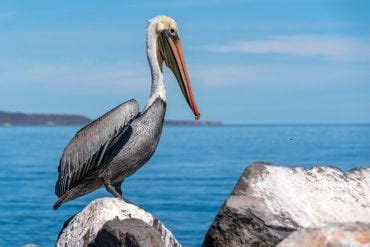 Brown Pelican Fact & Information Guide - American Oceans