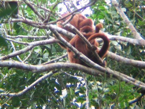 Howler monkeys, Amazon Jungle 30m high #amazon | Howler monkey ...