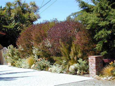 Trees of Santa Cruz County: Dodonaea viscosa 'Purpurea' - Purple Hopseed