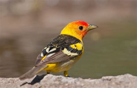 25 Birds with Red Heads North America Inc. Awesome Photos) - Birds Advice