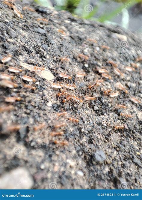 Winged Red Ants Walking on Walls Stock Image - Image of asphalt, leaf: 267482311