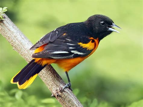 Baltimore Oriole (east) | Celebrate Urban Birds