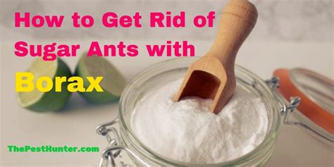 How to Get Rid of Sugar Ants with Borax | The Pest Hunter