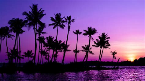 Download wallpaper 3840x2160 palm trees, silhouette, sunset, purple 4k ...