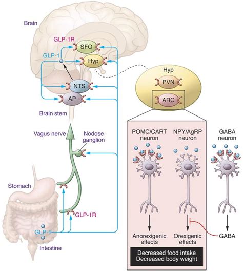 JCI - Glucagon-like peptide-1 receptors in the brain: controlling food ...